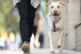 Dog Leashes – Safe, Durable & Comfortable for Every Walk