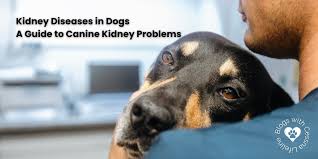 Kidney Diseases in Dogs: A Guide to Dog Kidney Problems