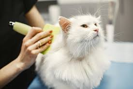 Defeating Matted Cat Hair: A Guide to Cat Fur Care