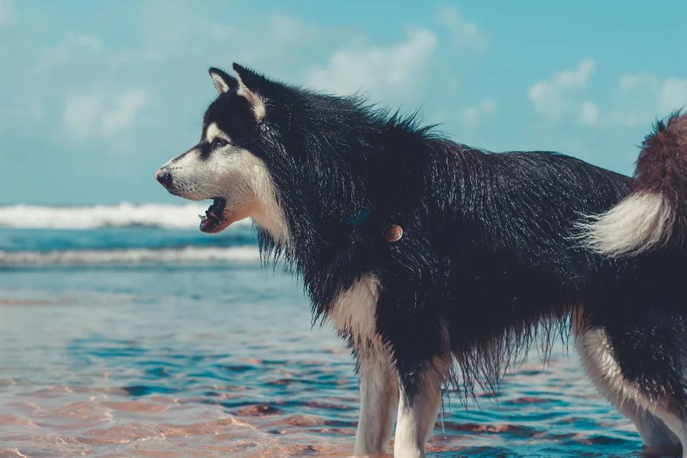 Barking Mad: Decoding Dog Barks and Vocalizations