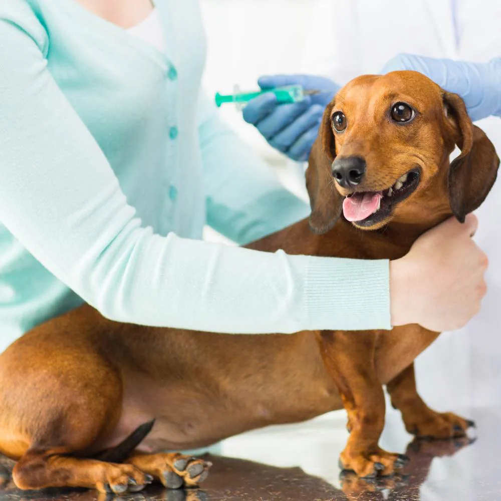 How to Apply Spot On Treatment to a Dog?